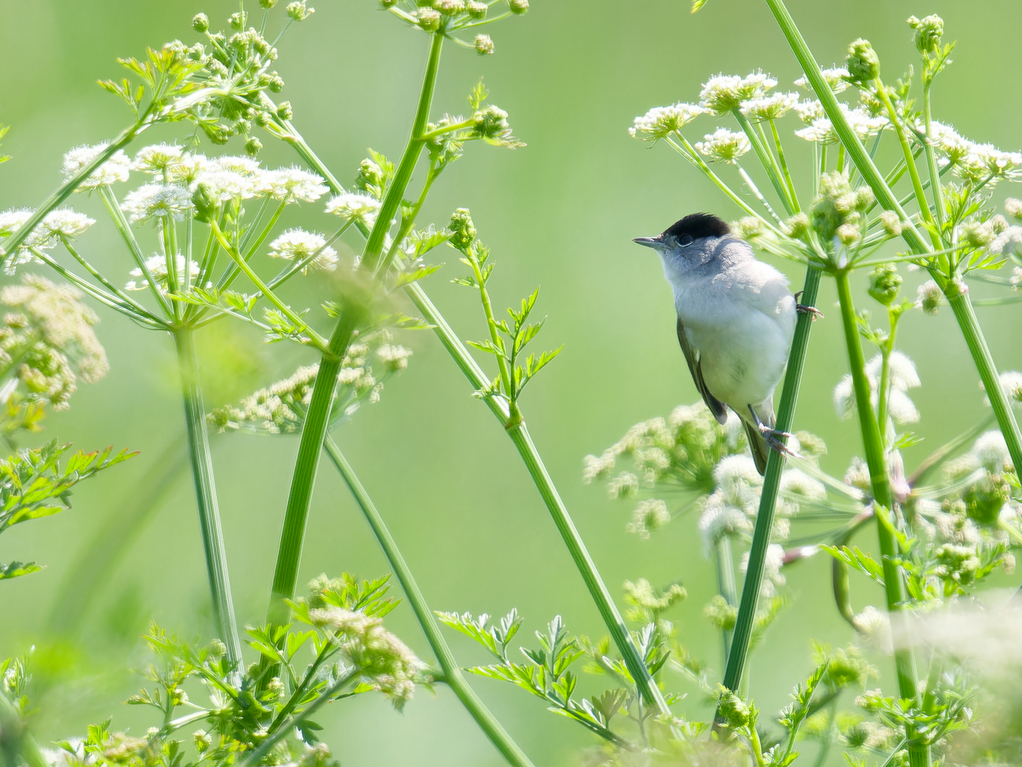 Photo of Blackcap